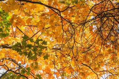 Sonbahar günü şehir parkında akçaağaç ağaçları.