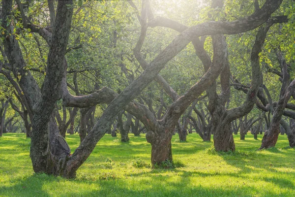 Bomen Tuin Tijdens Zomerdagen — Stockfoto