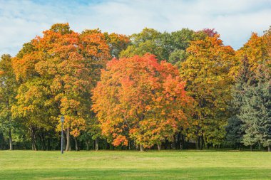 Sonbahar şehir parkındaki çayırdaki ağaçlar.