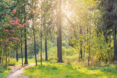 Sonbahar günlerinde ormanda yol.