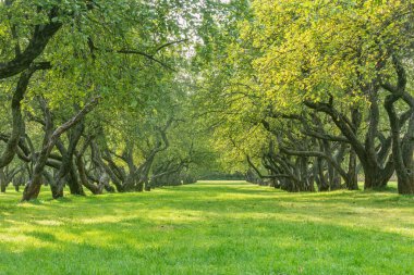 Yaz zamanı bahçede elma ağaçları.