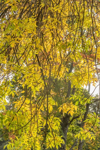Listy Stromech Městském Parku Podzim — Stock fotografie