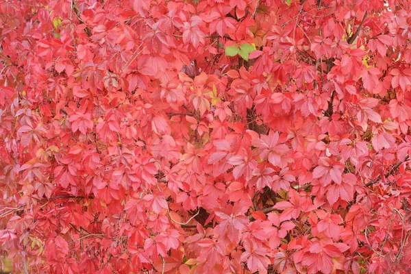 Červené Listy Plotě Podzim — Stock fotografie