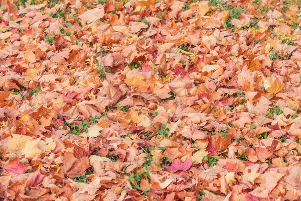 Suche Liście Klonu Zielonej Trawie Jesiennym Parku Miejskim — Zdjęcie stockowe