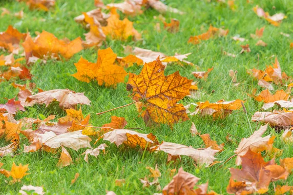 Suché Javorové Listy Zelené Trávě Podzimním Městském Parku — Stock fotografie