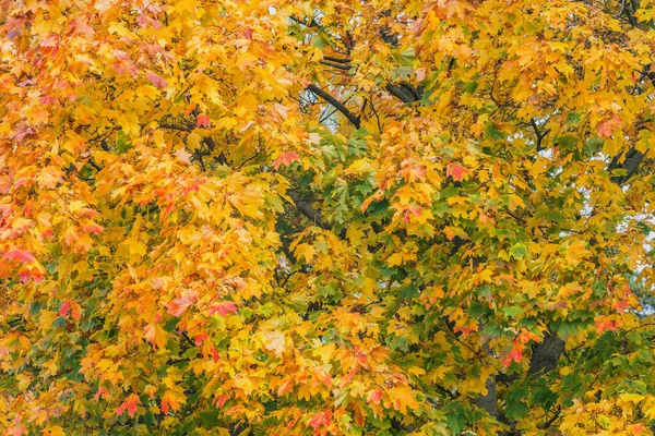Javorové Stromy Městském Parku Podzim Času — Stock fotografie