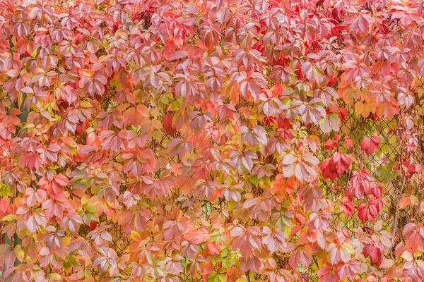 Červené Listy Plotě Podzim — Stock fotografie
