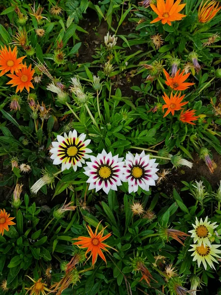 Gazania jardim flor bela flor flores jardim — Fotografia de Stock