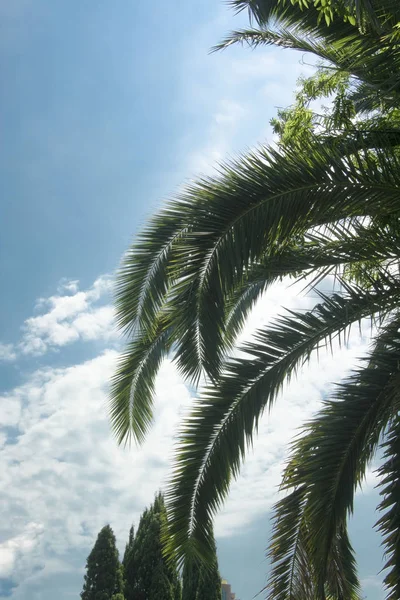 palm tree cypress trees sky rest south city blue sky