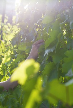Üzüm toplayan bir kızın eli. Üzüm topluyorlar. Asma. Güneşin parıltısı. Üzüm toplayan bir kızın sune elinde asma yaprakları. Üzüm toplama.