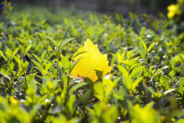 Plantacja Herbaty Krzewy Herbaty Nasłoneczone Liście Herbaty Żółtym Jesiennym Liściem — Zdjęcie stockowe