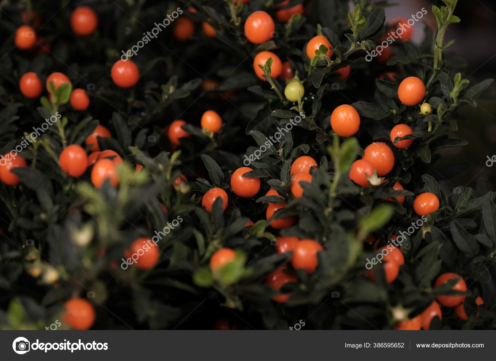Solanum Winter Cherry Flowering Plant With Fruits Stock Photo C Olgatumanova777 Solanum Winter Cherry Flowering Plant With Fruits Stock Photo C Olgatumanova777