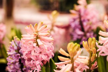 Sümbül, serada yetişen parlak renkli çiçekleri olan bir saksı bitkisidir. Mağazada indirim var.
