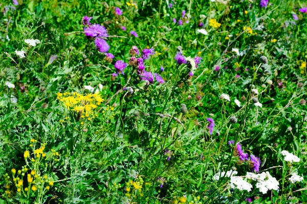 Fleurs Prairie Les Herbes Fleurissent Plantes Médicinales Dans Prairie Alpine — Photo