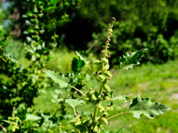 Gemeine Schaben Große Schaben Xanthium Strumarium Einjähriges Kraut Mit Breiten — Stockfoto