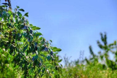 Mor, dalında yapraklar olan bir dalda olgun erik meyveleri, hasat etmeye hazır erikler. Gün batımında, farklı bir renk. Meyve bahçesi eriği.