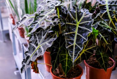 Alocasia Amazonica, Güneydoğu Asya bitkisi, Fil Kulağı, Afrika maskesi, yakın planda bir saksı bitkisi. Mağazada indirim var. Seçici odak