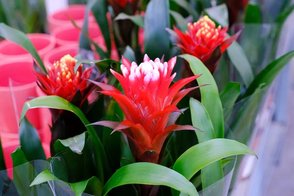 Bromelia Guzmania, virág vörös szirmokkal és zöld levelekkel. Bromeliaceae család. Értékesítés a raktárban. — Stock Fotó