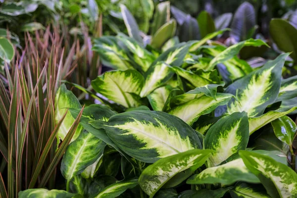 Dieffenbachiain blomkruka av blad anläggning i keramiska planter. Försäljning i butiken. Selektiv inriktning — Stockfoto