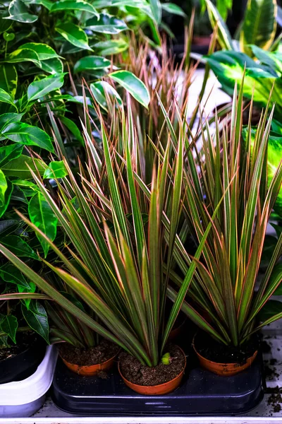En Dracaena marginata växter lämnar i keramiska planter.Försäljning i butiken. Selektiv inriktning — Stockfoto