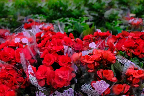 Scarlet red begonia blossom in a flower pot close-up. Sale in the store. Selective focus — Stock Image Scarlet red begonia blossom in a flower pot close-up. Sale in the store. Selective focus Royalty Free Stock Photos