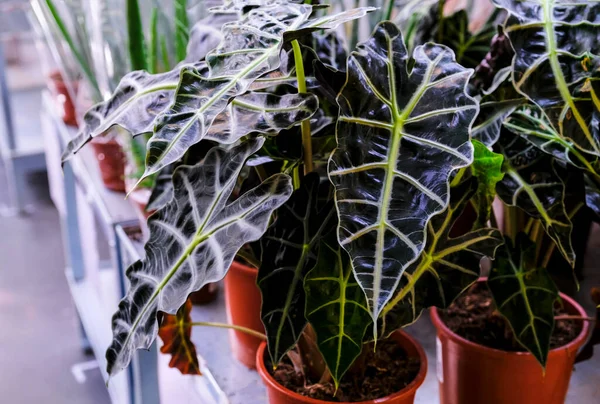 Alocasia Amazonica, Zuidoost-Aziatische plant, Olifanten oor, Afrikaanse Masker, kamerplant in een pot close-up. Verkoop in de winkel. Selectieve focus Stockfoto