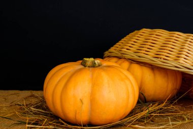 Güneşte iki büyük desenli portakal kabağı.