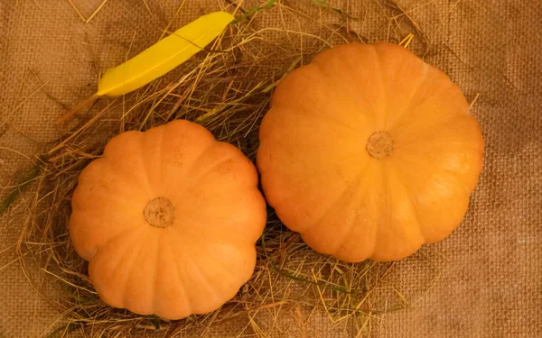 Due Grandi Zucche Arancioni Strutturate Sole — Foto Stock