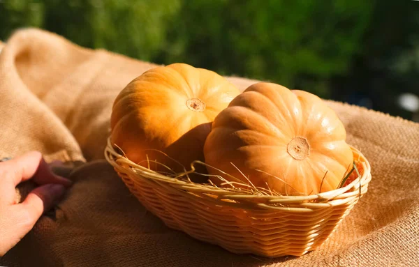 Deux Grosses Citrouilles Orange Texturées Soleil — Photo