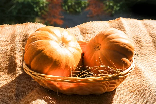 Deux Grosses Citrouilles Orange Texturées Soleil — Photo