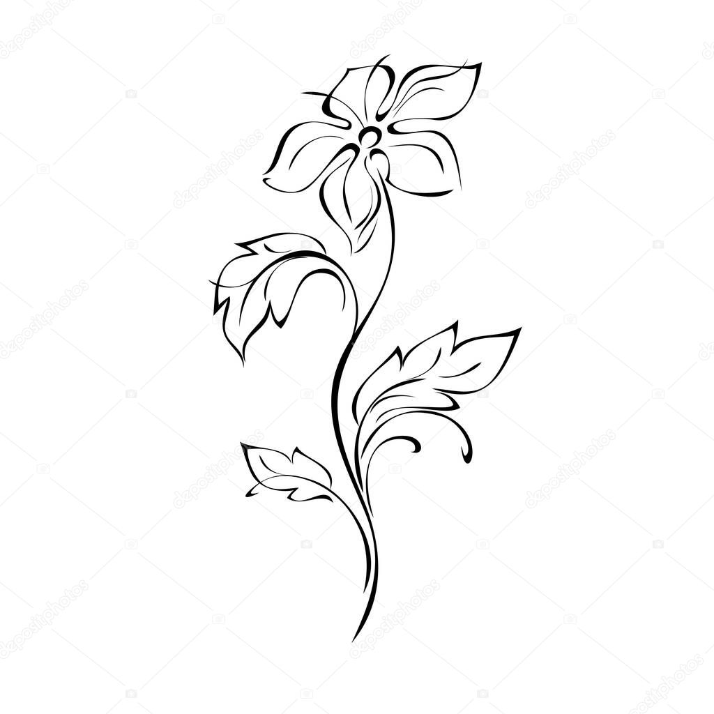 blooming flower with large petals on the stem with leaves in black lines on a white background