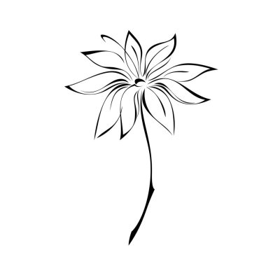 Beyaz arka planda siyah çizgiler içinde yaprakları olmayan kısa saplı bir çiçek.