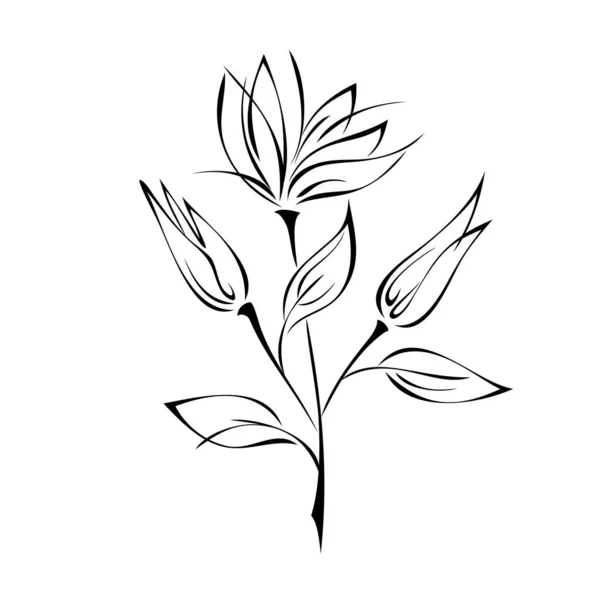 Stylizowana Gałązka Kwiatami Liśćmi Czarnych Liniach Białym Tle — Wektor stockowy