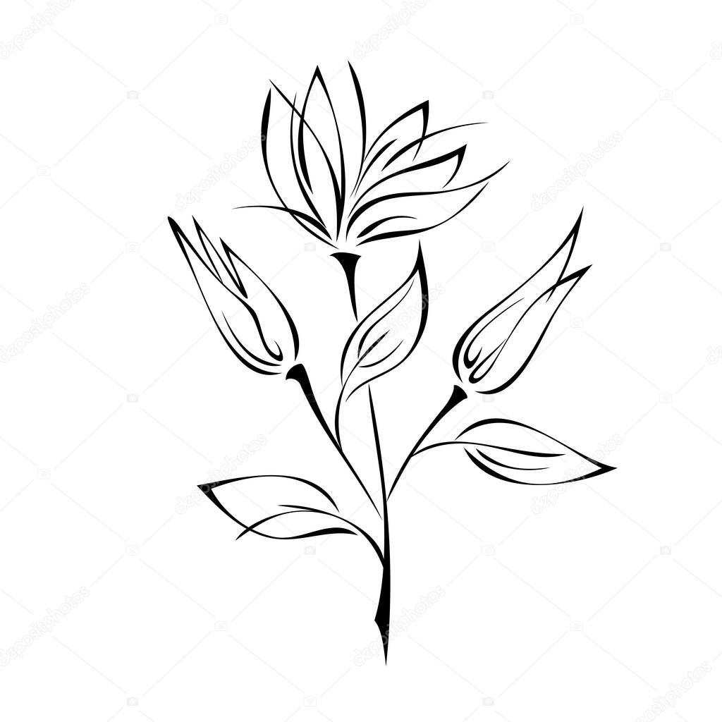 stylized twig with flower buds and leaves in black lines on a white background