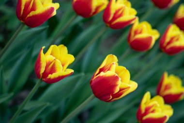 yeşil yaprakların bir arka plan üzerinde Park'ta güneşli bir günde sarı desenli kırmızı laleler çiçek