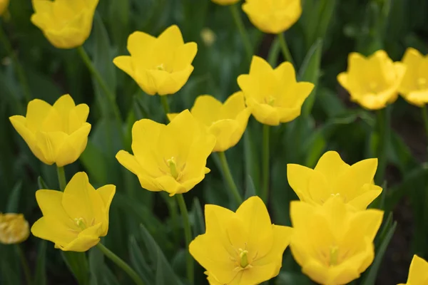 Los tulipanes amarillos florecen en un día soleado en el parque sobre un fondo de hojas verdes —  Fotos de Stock