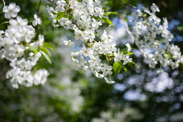 Větev jabloní s bílými květinami na rozostřené pozadí — Stock fotografie