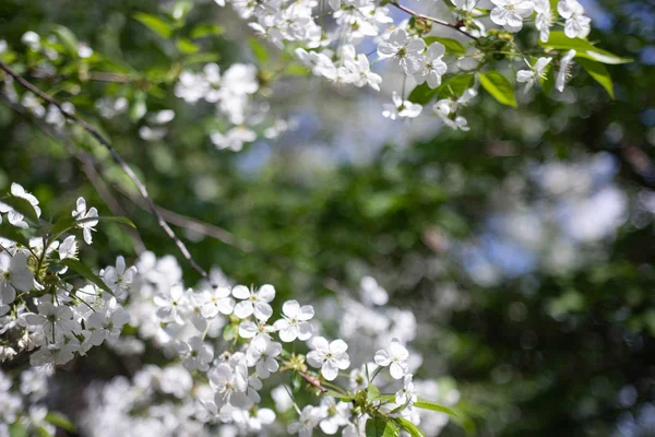 Větev jabloní s krásnými bílými květy, střelili zblízka — Stock fotografie