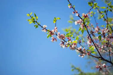 Sakura. ilkbaharda kiraz çiçeği, mavi gökyüzüne karşı güzel pembe çiçekler