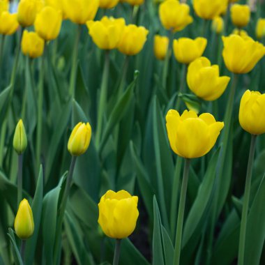 Sarı laleler yeşil yaprakların arka planında güneşli bir günde çiçek açarlar.