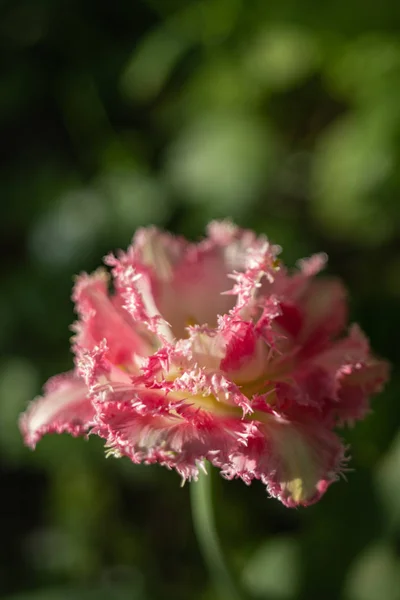 Macro tiroteio de uma flor de tulipa de uma cor excepcional em um contexto verde borrado — Fotografia de Stock