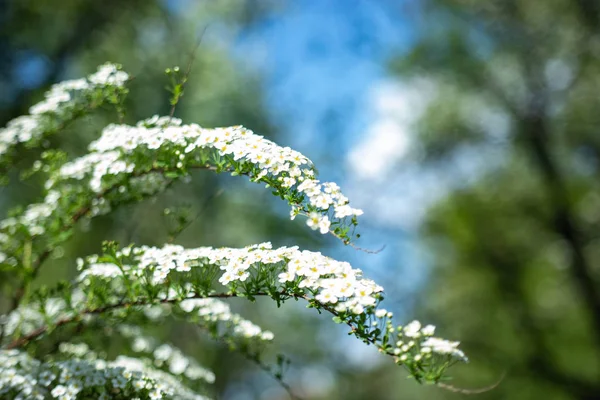 Op de tak Spirea bloede veel kleine bloemen. Textuur of achtergrond. — Stockfoto