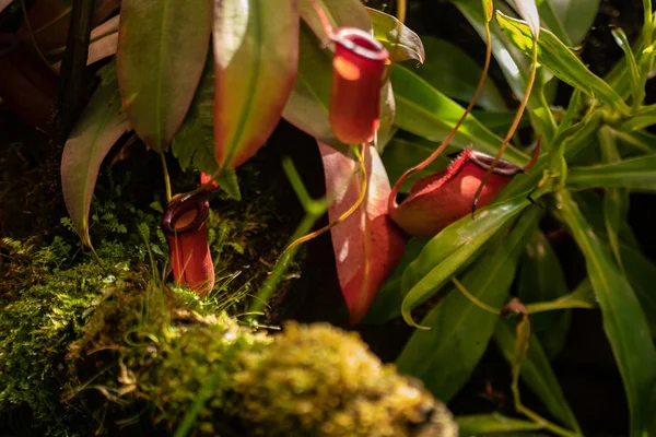 Brocca spettacolare e originale appartiene al genere Nepentes Nepenthes, è un predatore di fiori — Foto Stock