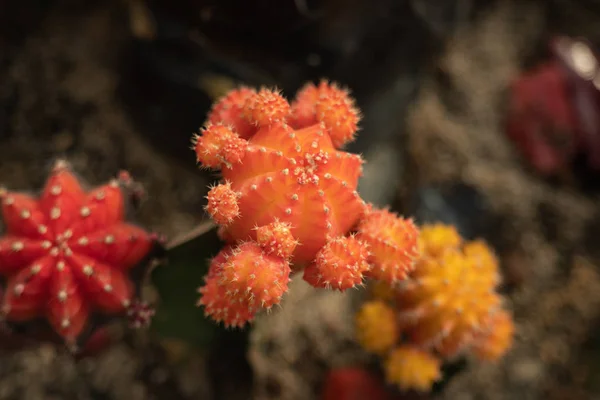 Diferentes cactos de color — Foto de Stock