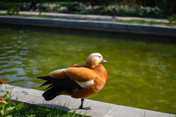 Ungewöhnlich schöne Farbe rote Ente auf dem Teich im Park sonnt sich in der Frühlingssonne — Stockfoto