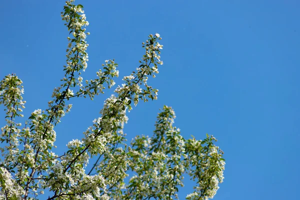 Jablečný strom se rozkvete na obloze na modrém pozadí — Stock fotografie