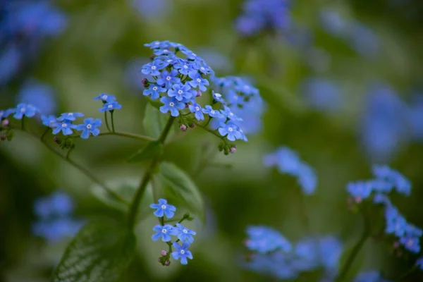 Small blue flowers Brunner macrophiles bloom in the spring garden.