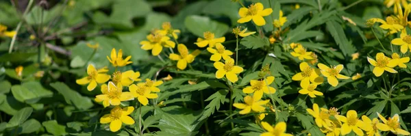 숲에 많은 작은 노란 꽃, 녹색 잎의 배경에 봄 숲 꽃 — 스톡 사진