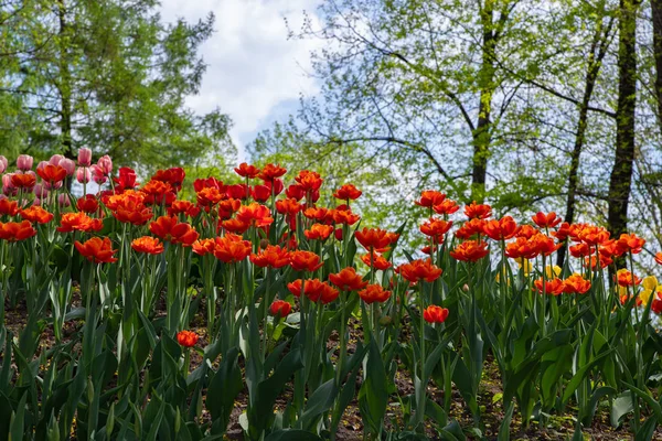 Many bright red tulips in the Park on a Sunny day