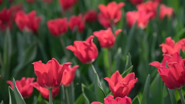 Many bright red tulips in the Park on a Sunny day
